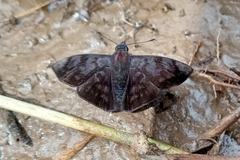 Pellicia