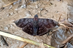 Pellicia