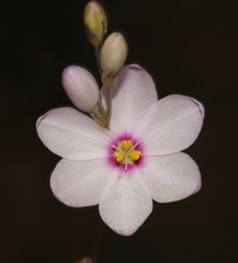 Ixia trifolia