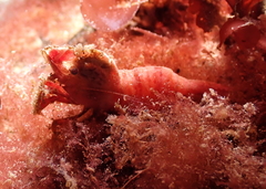 Spirontocaris prionota