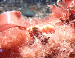 Spirontocaris prionota