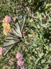 Protographium epidaus tepicus