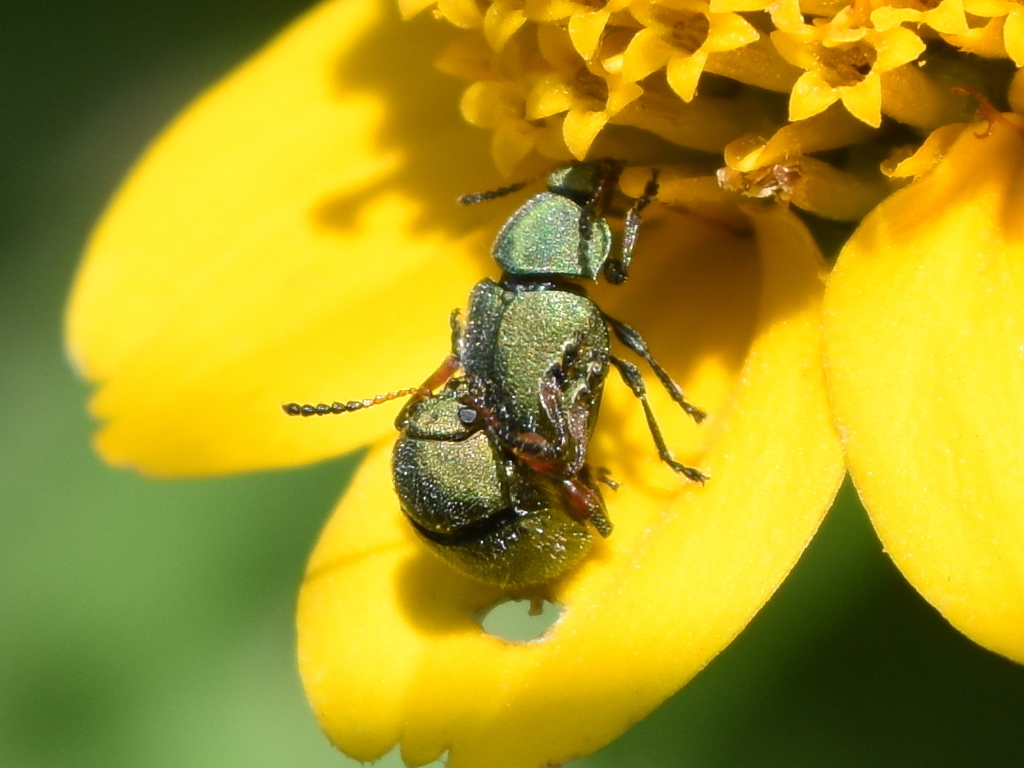 Spintherophyta pubescens