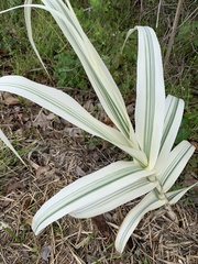 Arundo donax versicolor