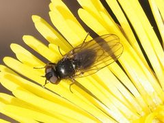 Earomyia lonchaeoides