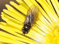 Earomyia lonchaeoides