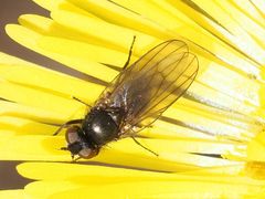 Earomyia lonchaeoides