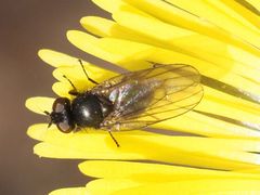 Earomyia lonchaeoides
