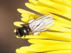 Earomyia lonchaeoides