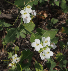 Diplotaxis erucoides