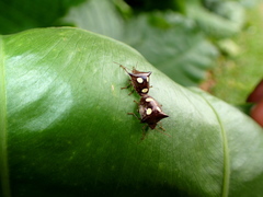 Paracritheus trimaculatus