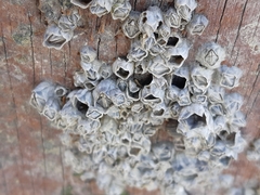 Austrominius modestus