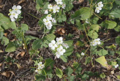 Diplotaxis erucoides