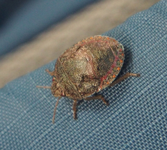 Solenosthedium bilunatum