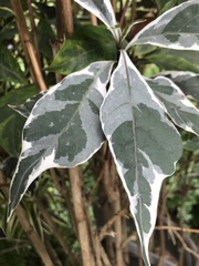 Angiospermae