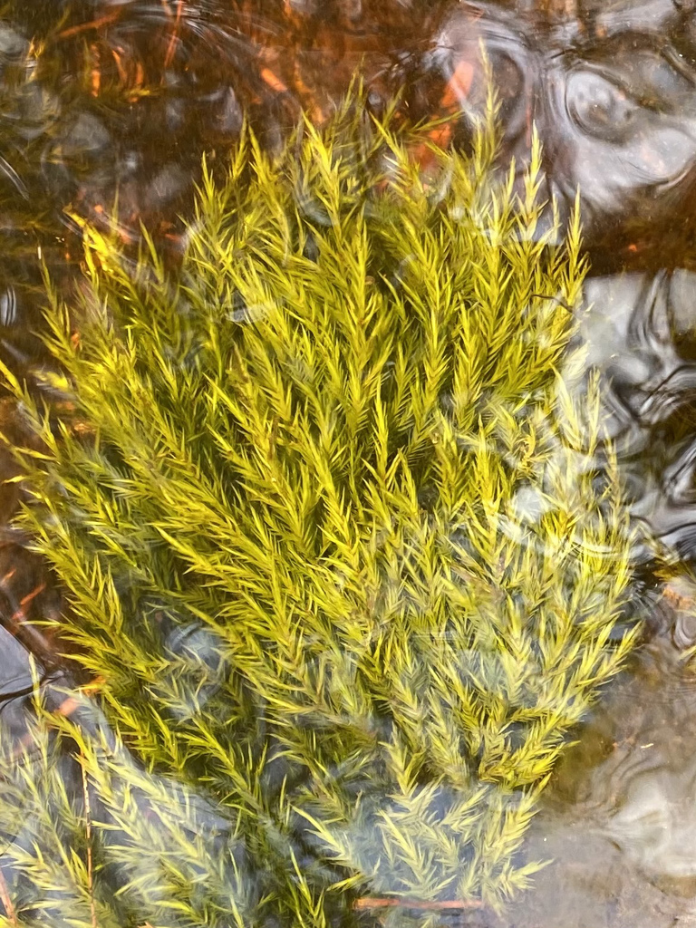 Sullivant's Willow Moss