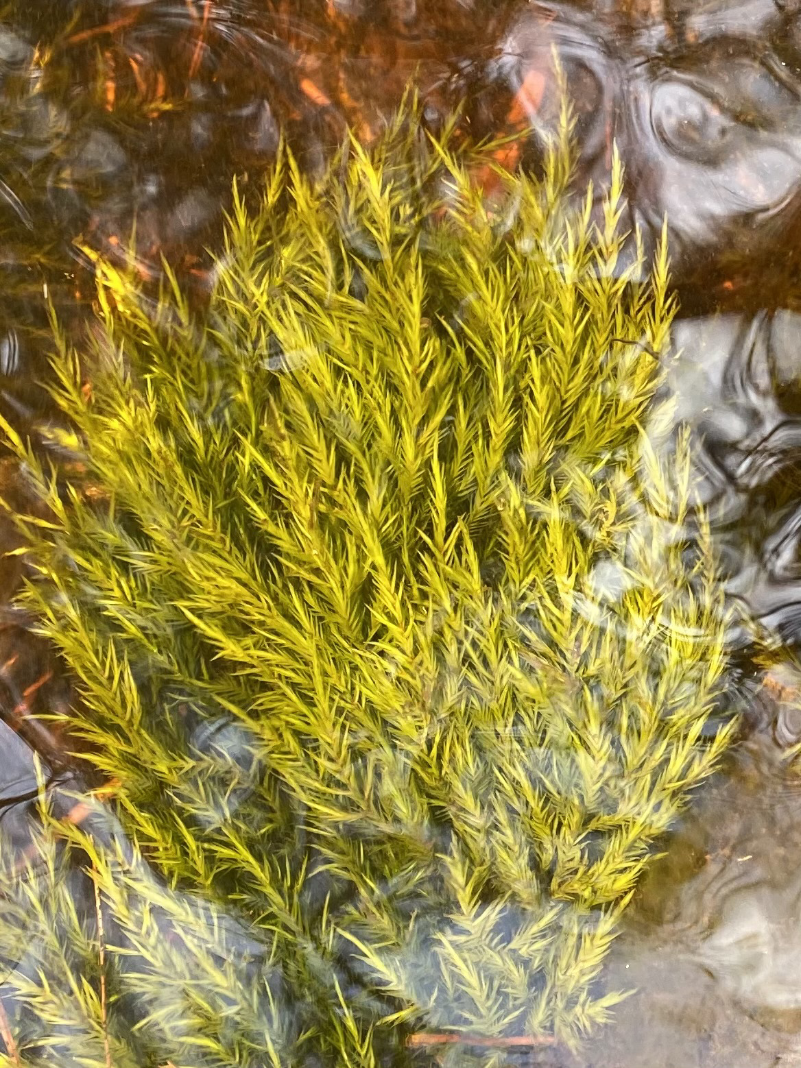 Fontinalis sullivantii