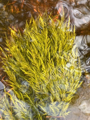 Fontinalis sullivantii