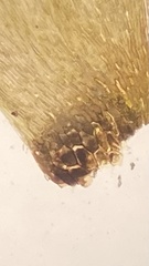 Fontinalis sullivantii