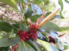 Neolitsea aciculata