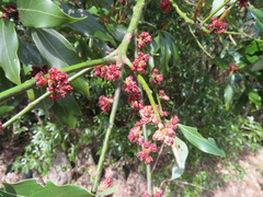 Neolitsea aciculata
