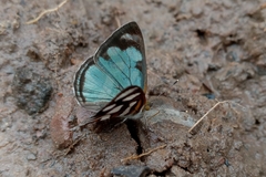 Dynamine aerata