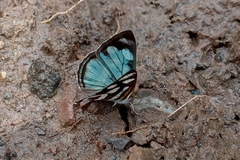 Dynamine aerata