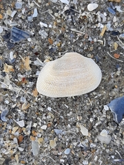 Striarca lactea