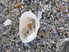 Striarca lactea