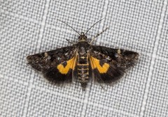 Heliothela ophideresana