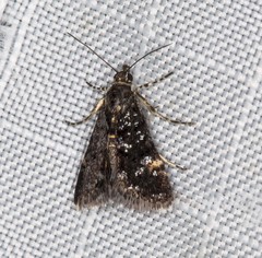 Heliothela ophideresana