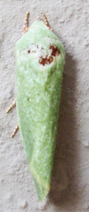 Earias
