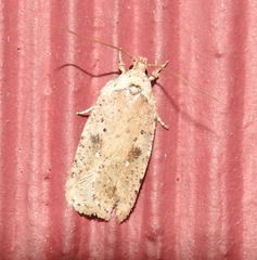 Agonopterix argillacea