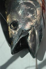 Thunnus thynnus