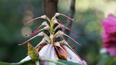 Rhododendron protistum