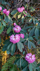 Rhododendron protistum