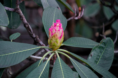Rhododendron protistum