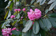 Rhododendron protistum