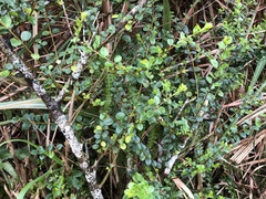 Ligustrum liukiuense