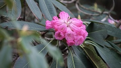 Rhododendron protistum