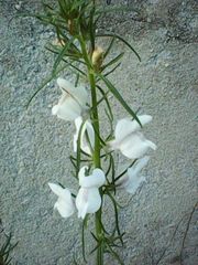 Misopates calycinum