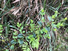 Ligustrum liukiuense