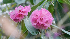 Rhododendron protistum