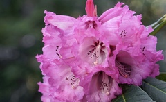 Rhododendron protistum