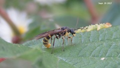 Tryphoninae
