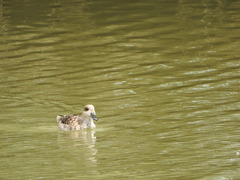 Marmaronetta angustirostris