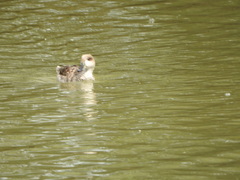 Marmaronetta angustirostris