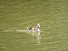 Marmaronetta angustirostris