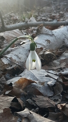 Galanthus elwesii