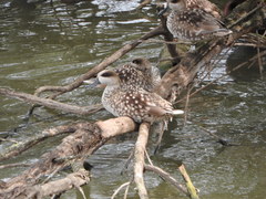 Marmaronetta angustirostris